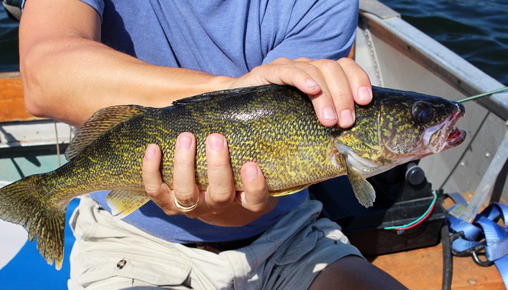 Walleye on Lac Seul