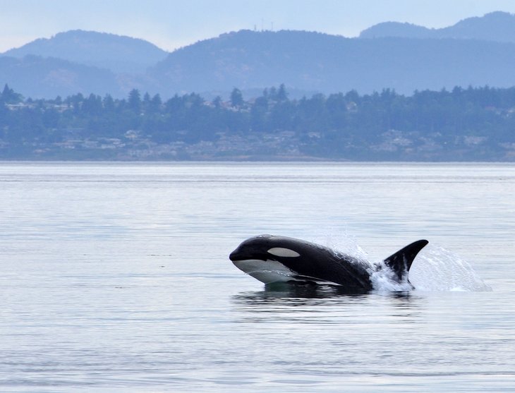 Orca off the BC Coast