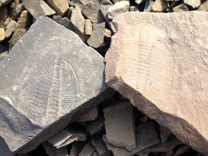 Burgess Shale Fossil Beds