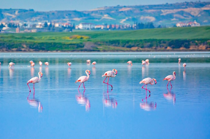 Flamingos on Larnaca Salt Lake