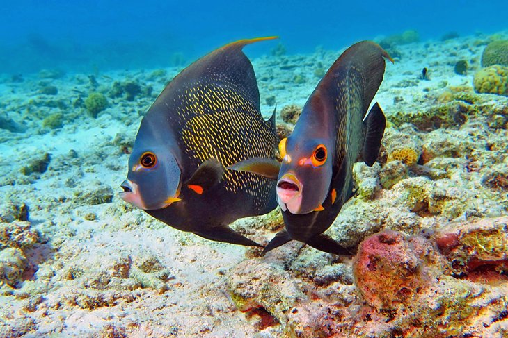 Two angelfish in Dominica