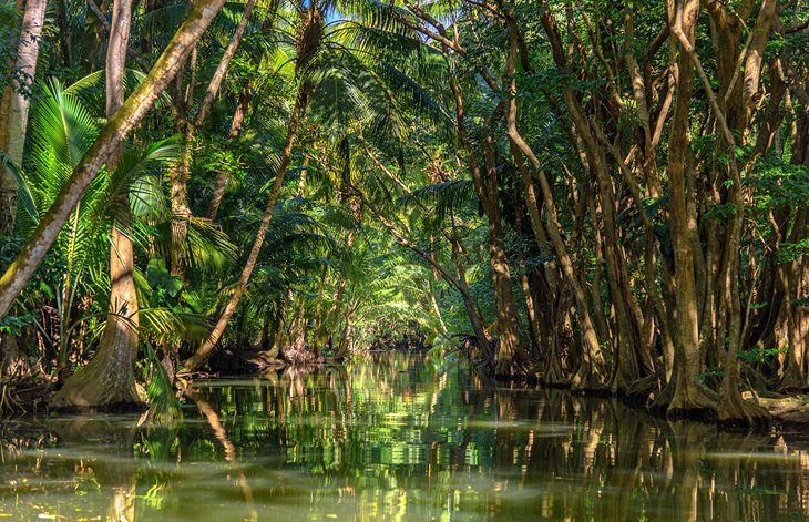 Indian River, Dominica