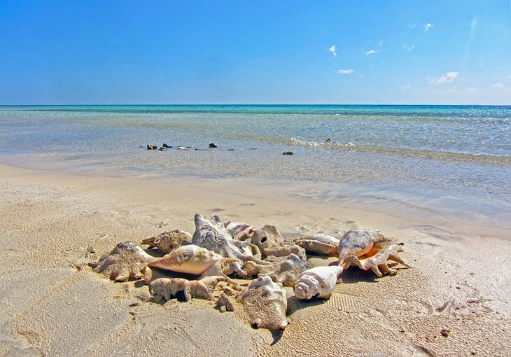 Shells on Sharm El Luli Beach