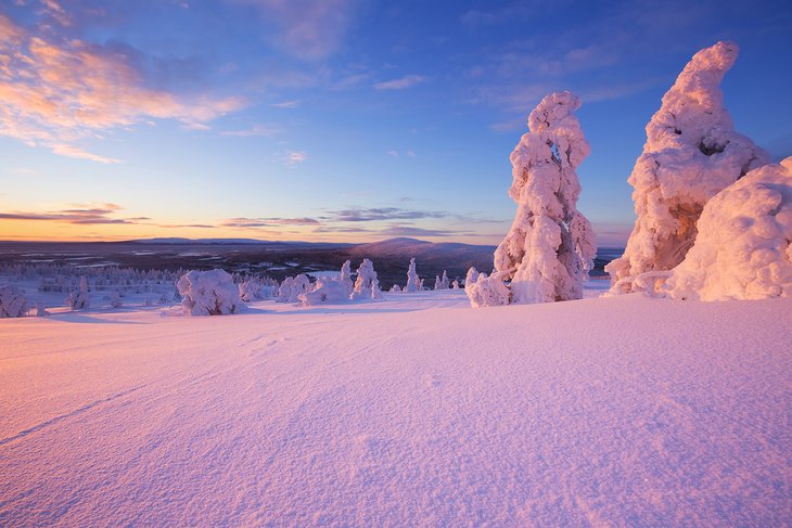 Frozen trees at sunset in Levi, Finland