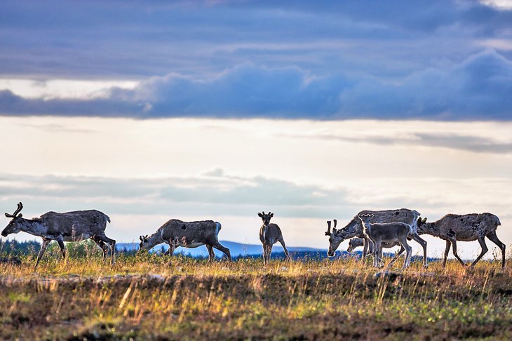 Reindeer at Saariselka village