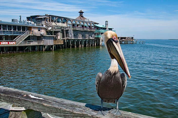 Brown pelican at Cedar Key