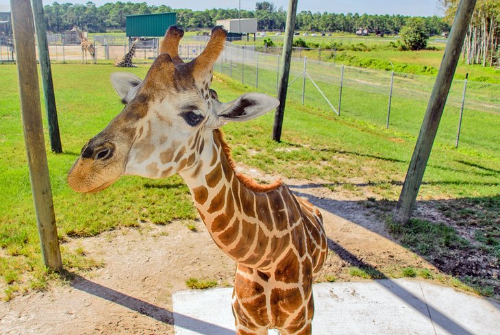 Giraffe at Lion Country Safari