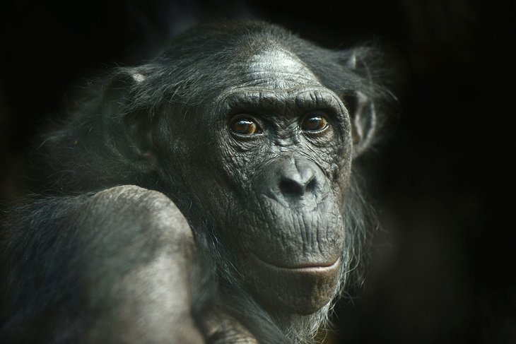 Chimpanzé au zoo de Francfort