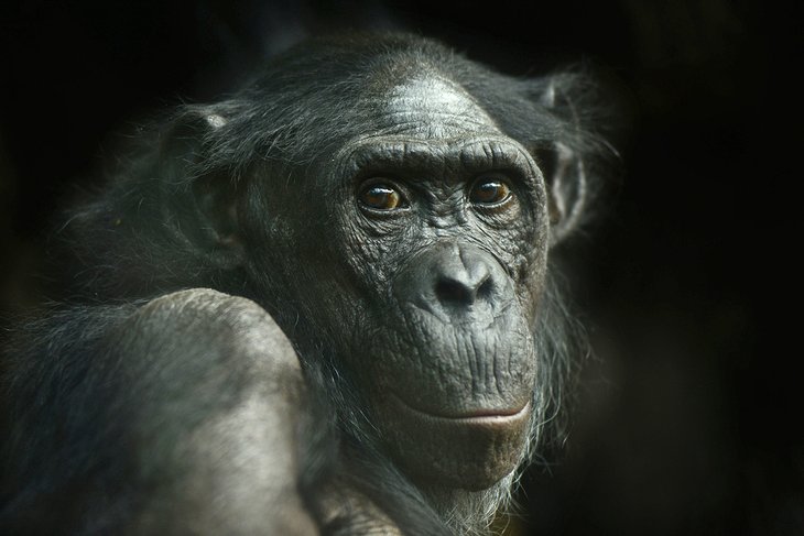 Chimpanzee at the Frankfurt Zoo