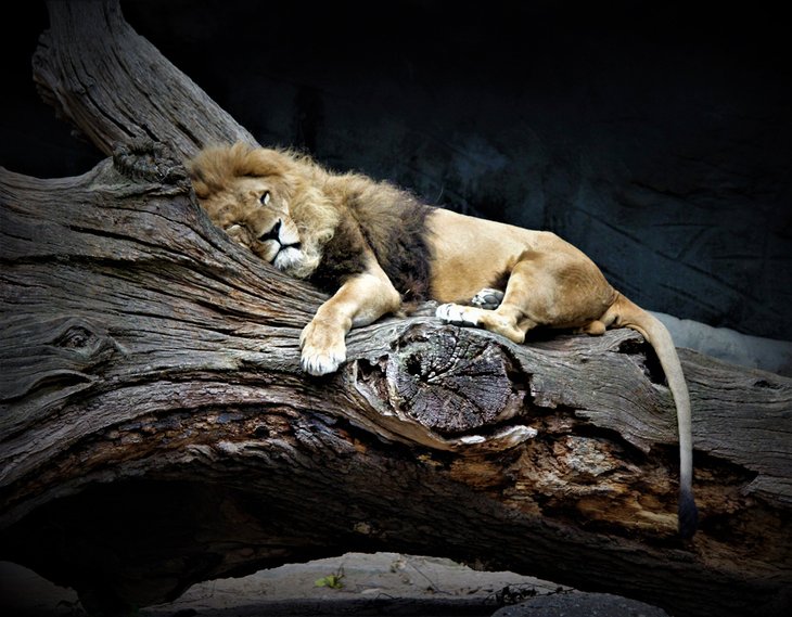 A sleeping lion at the Tierpark Hagenbeck