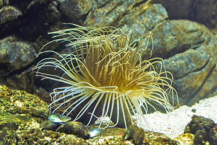 Anemone at Sea Life