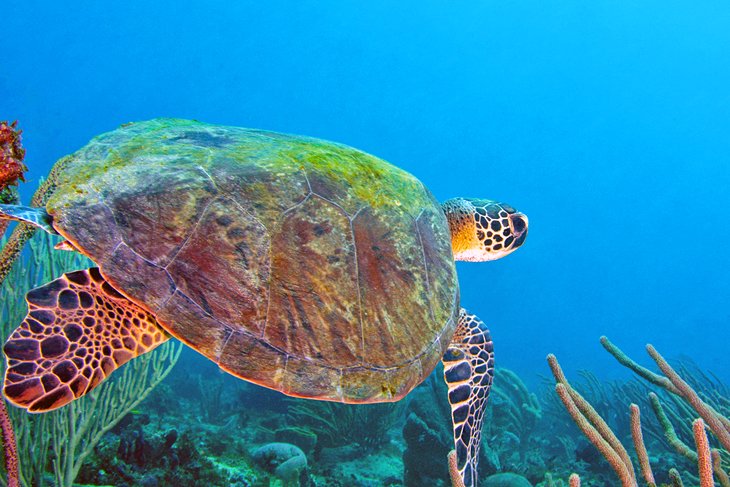 Green sea turtle in Grenada