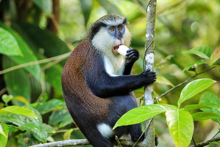 Singe Mona dans la forêt nationale de Grand Etang