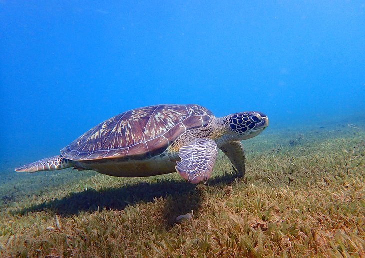 Sea turtle in Guadeloupe