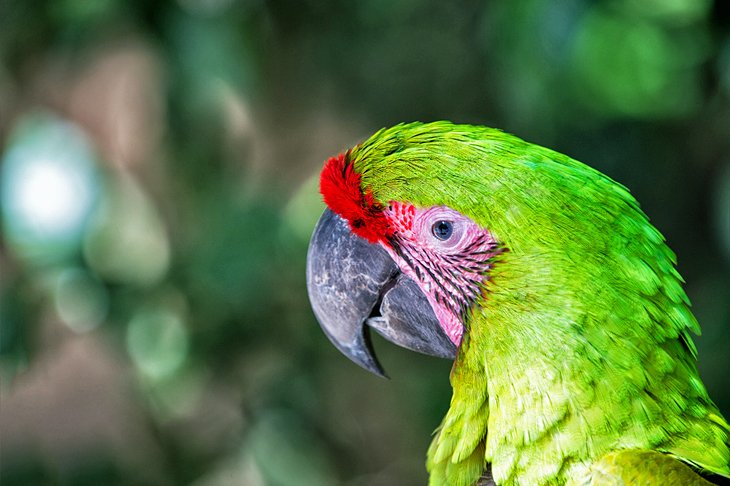 Macaw Mountain