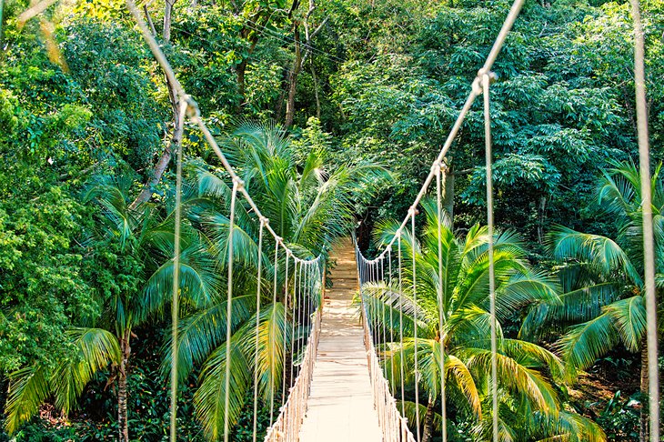 Rope suspension bridge in Pico Bonito National Park