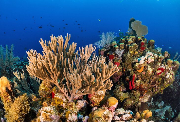 Récifs coralliens colorés au large d'Utila, Bay Islands