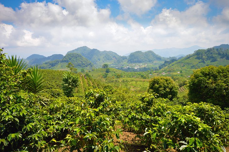 Plantations de café dans les hautes terres de l'ouest du Honduras