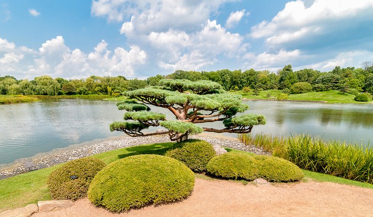 Bonsai Tree at Chicago Botanic Garden