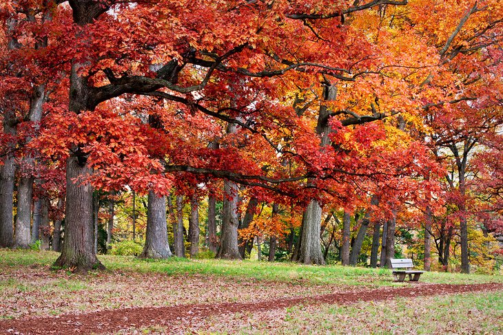 Autumn at the Morton Arboretum