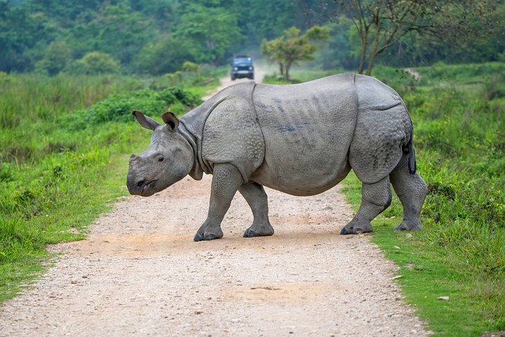 Indian Rhinoceros in Kaziranga National Park, Northeast India