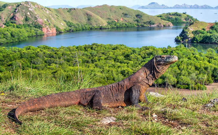 Komodo dragon in Komodo National Park