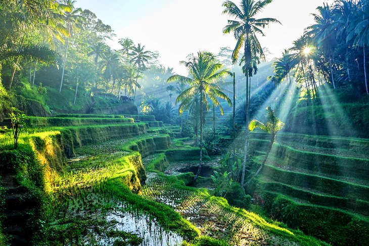 Les rizières d'Ubud