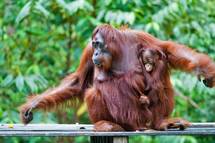 Orangutans in Tanjung Puting National Park
