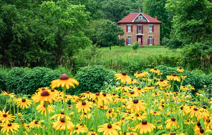 Daisies blooming at the Decorah Fish Hatchery