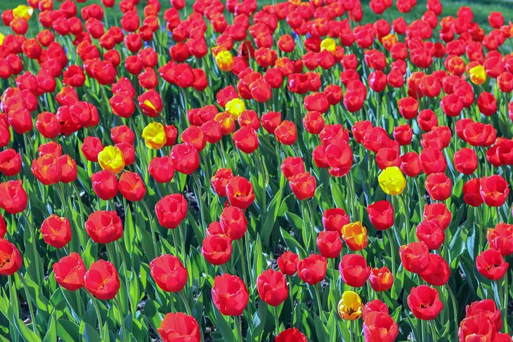 Tulip Festival in Pella