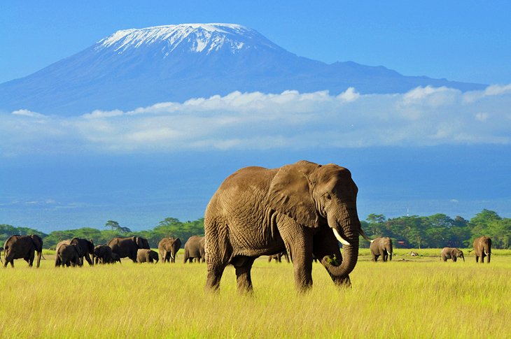 Elephant in Amboseli National Park with Mount Kilimanjaro in the background