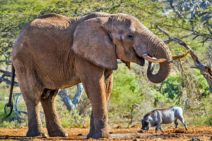 Elephant and a warthog in the Chyulu Hills