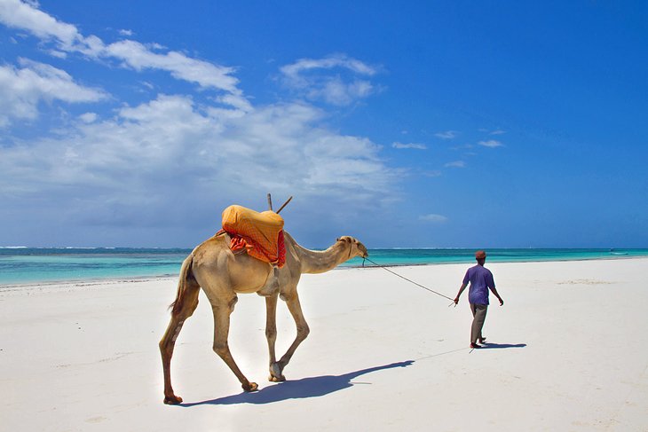 Camel walking on Diani Beach