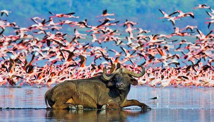 Buffalo lying in front of a large flock of flamingoes at Lake Nakuru