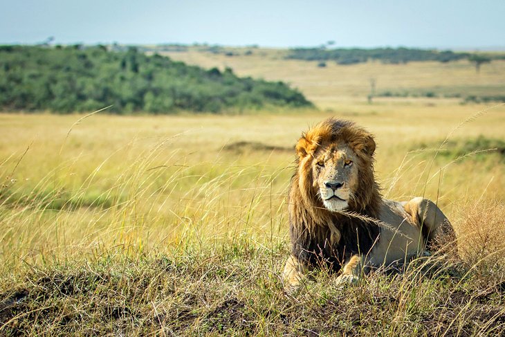 Male lion in the Maasai Mara National Reserve