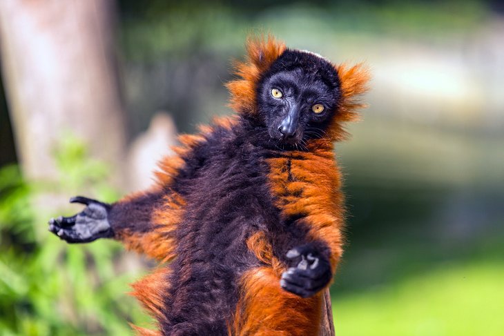 Red ruffed lemur at the Artis, Amsterdam Royal Zoo