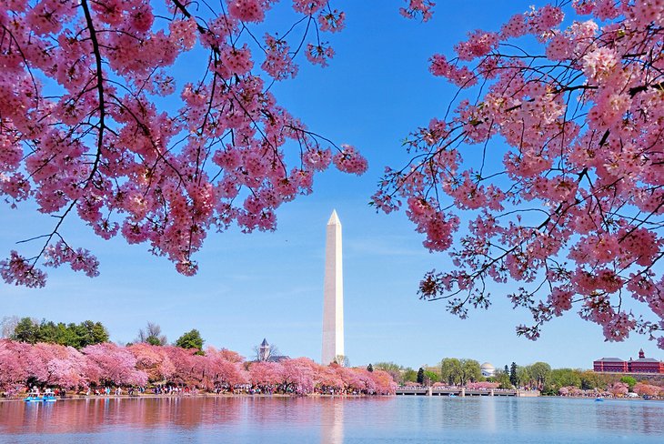 Cherry blossoms and the Washington Monument