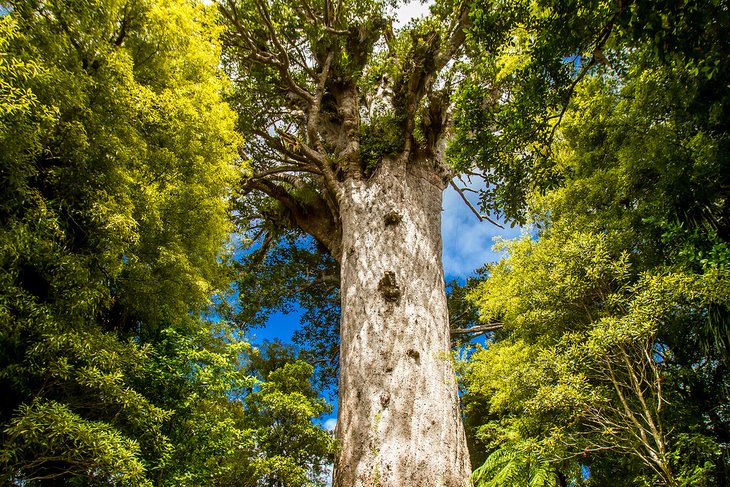 Giant kauri tree