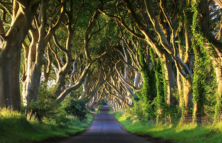 Dark Hedges