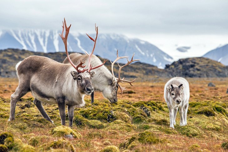 Wild Svalbard reindeer in Spitsbergen