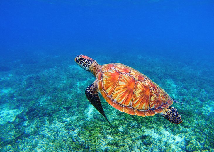 Sea turtle in the waters off Apo Island