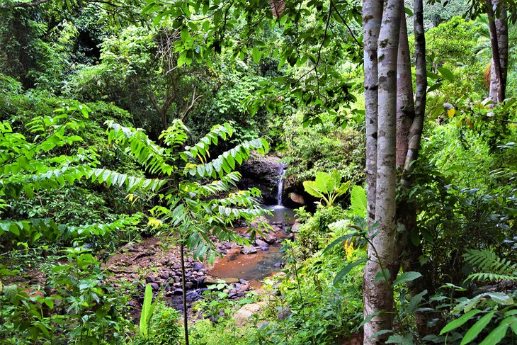 Dense jungle at Subic Bay