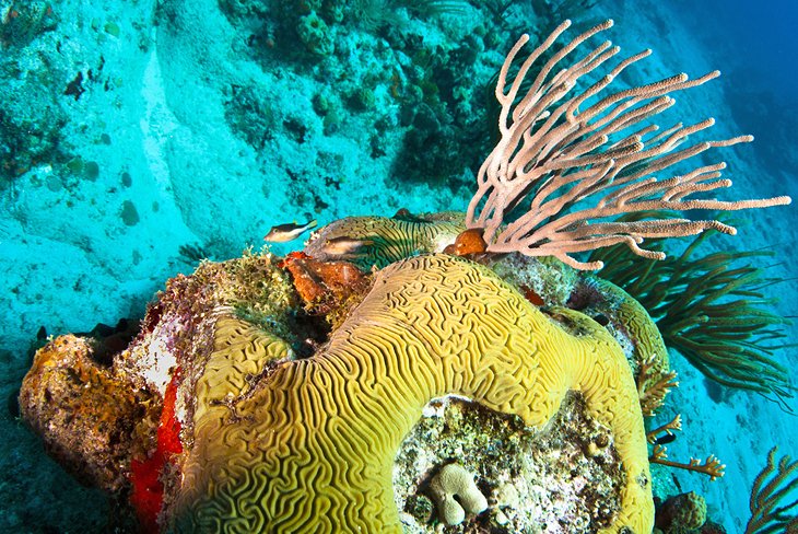 Brain coral in the Nature Reserve of Saint-Barthelemy