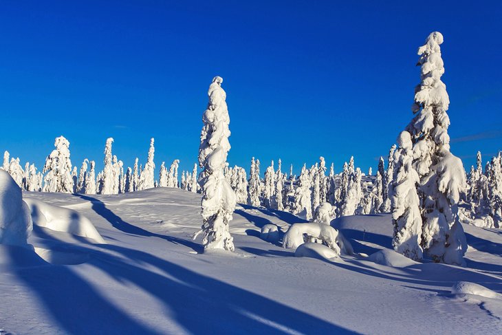 Arbres couverts de neige dans une station de ski à Sälen