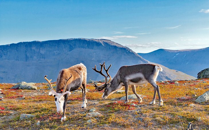 Reindeer in Sarek National Park