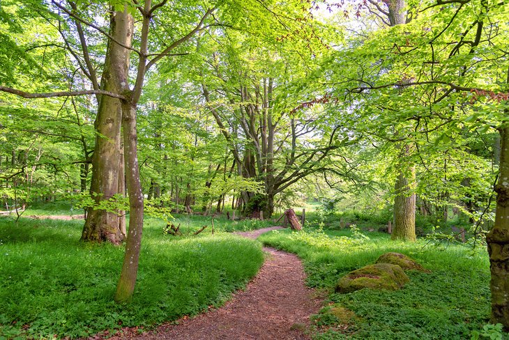 Path through the forest in Stenshuvud National Park