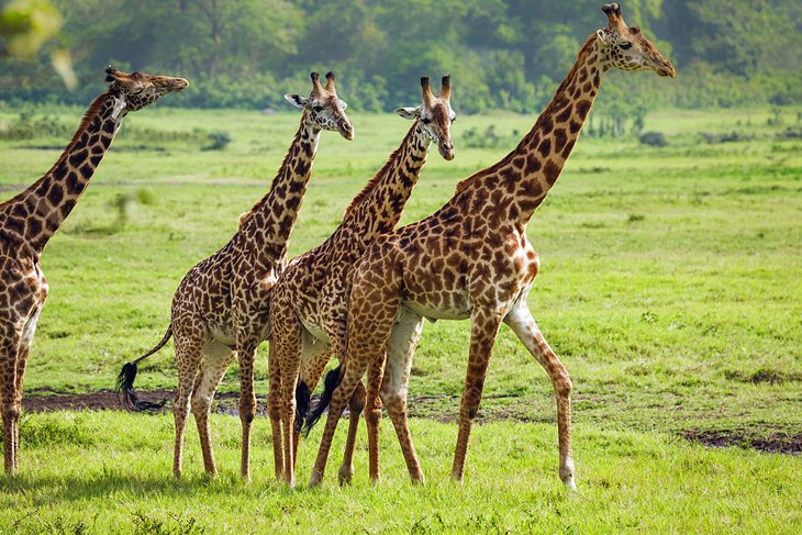 Giraffes in Arusha National Park