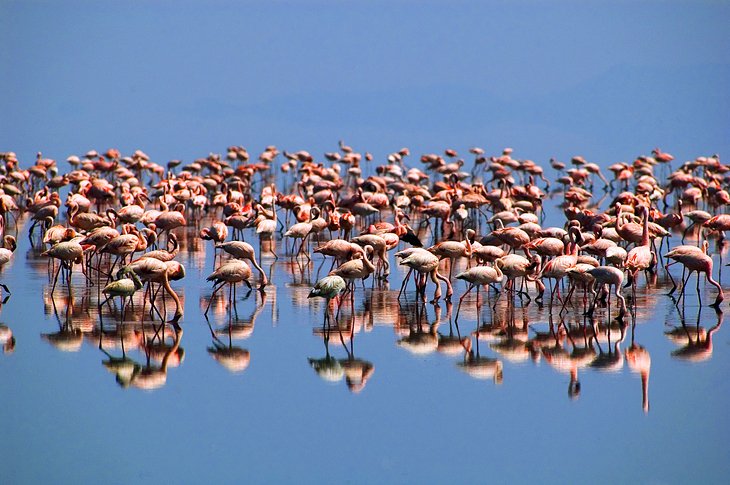 Flamingos on Lake Natron