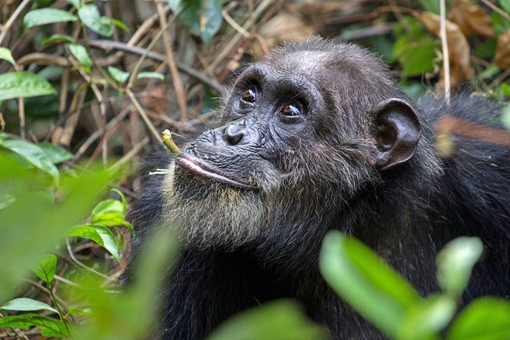 Chimpanzee in the Mahale Mountains National Park