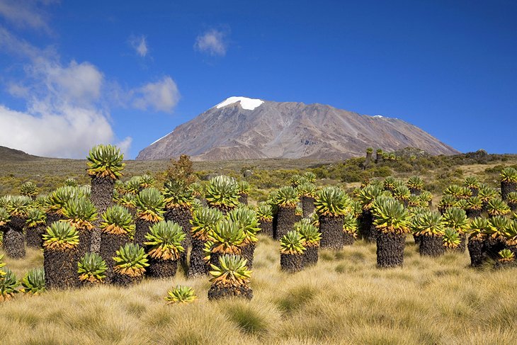 Mount Kilimanjaro National Park